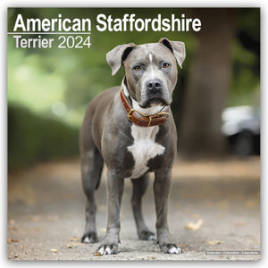 American Staffordshire Terrier 2024 - 16-Monatskalender