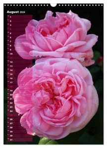 Rosen für DICH / Geburtstagskalender (Wandkalender 2024 DIN A3 hoch), CALVENDO Monatskalender