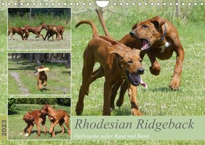 Rhodesian Ridgeback - Halbstarke außer Rand und Band (Wandkalender 2023 DIN A4 quer)