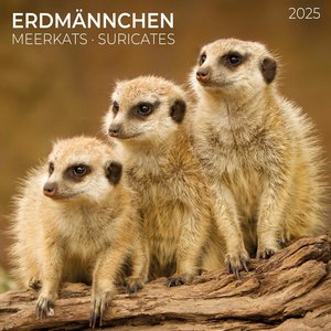 Meerkats/Erdmännchen 2025