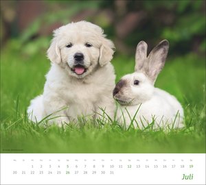 times&more Echte Freunde Bildkalender 2026