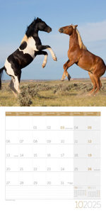 Pferde Kalender 2025 - 30x30