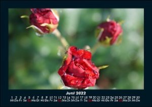 Rosen-Kalender 2022 Fotokalender DIN A5