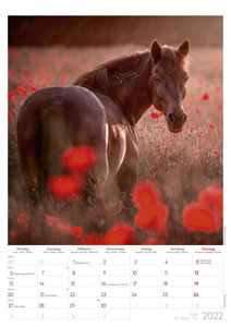 Islandpferde 2022 - Bild-Kalender A3 (29,7x42 cm) - Icelandic Horses - Tier-Kalender - Wandplaner - Alpha Edition