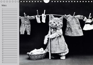 Katzen und Hunde - Nostalgie auf Pfoten (Wandkalender immerwährend DIN A4 quer)