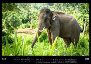Elefanten - Riesen auf vier Beinen 2022 - Black Edition - Timokrates Kalender, Wandkalender, Bildkalender - DIN A3 (42 x 30 cm)