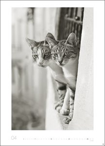 Monika Wegler: Cats Edition 2024. Elegante Samtpfoten in schwarz-weiß in einem XXL-Kalender. Tierkalender 2024 im Großformat. Hochwertiger großer Fotokalender für Katzenfans.