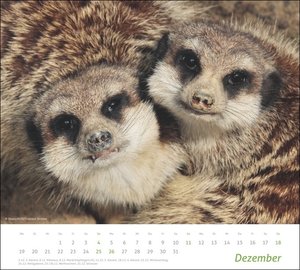times&more Erdmännchen Bildkalender 2022