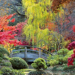 Japanese Garden 2025
