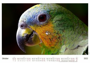 Papageien - Lebendige Farben 2022 - White Edition - Timokrates Kalender, Wandkalender, Bildkalender - DIN A4 (ca. 30 x 21 cm)
