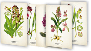 Kunstklappkarten \"Zauberhafte Orchideen\"