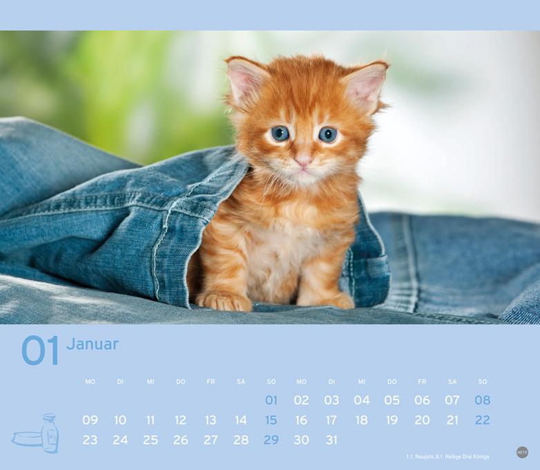 Katzenkinder Maxi Postkartenkalender 2017 - 