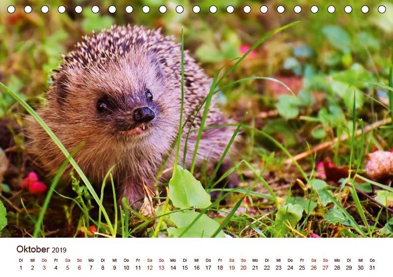 Niedliche Igel 2019 Tierische Impressionen - 