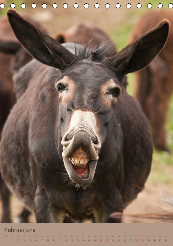 Lustige Esel Bilder Kostenlos