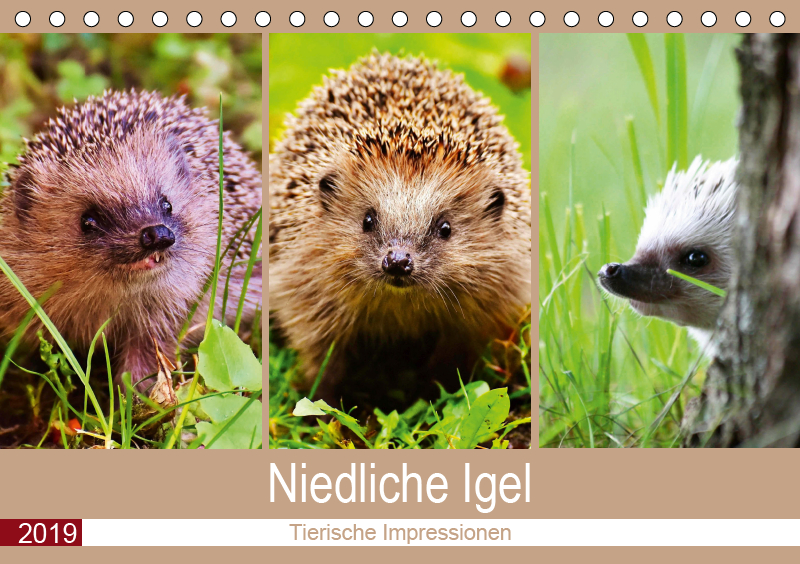 Niedliche Igel 2019 Tierische Impressionen - 