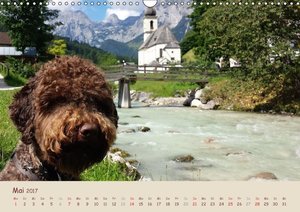 Lagotto Romagnolo Italienischer Wasserhund 2017 ...