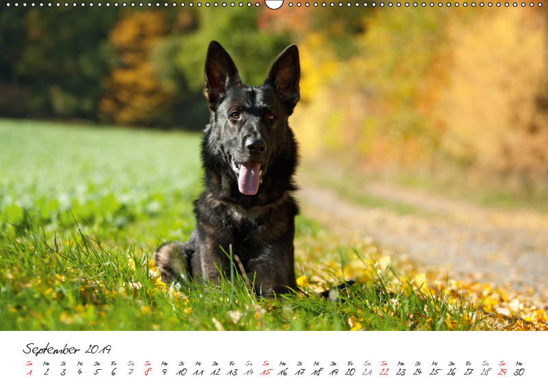 Fur Hundefreunde 2014 Wandkalender Book Read Online Descriptive