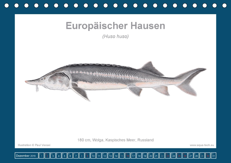 Fisch Als Kunst 2018 Europaische Store 145810131 36 90