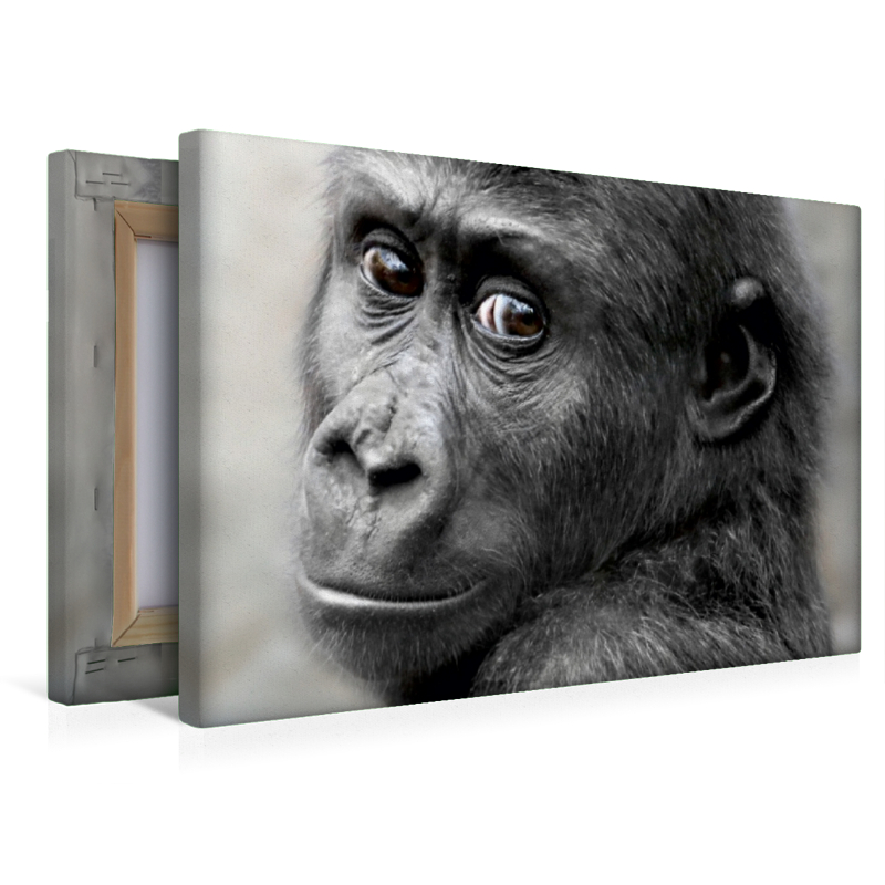 Premium Textil Leinwand 45 Cm X 30 Cm Quer Gorilla Quembo 37 99 Www Moluna De Entdecken Einkaufen Erleben