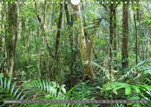 Im Regenwald Von Borneo Wandkalender 21 Din Quer 17 99 Www Moluna De Entdecken Einkaufen Erleben